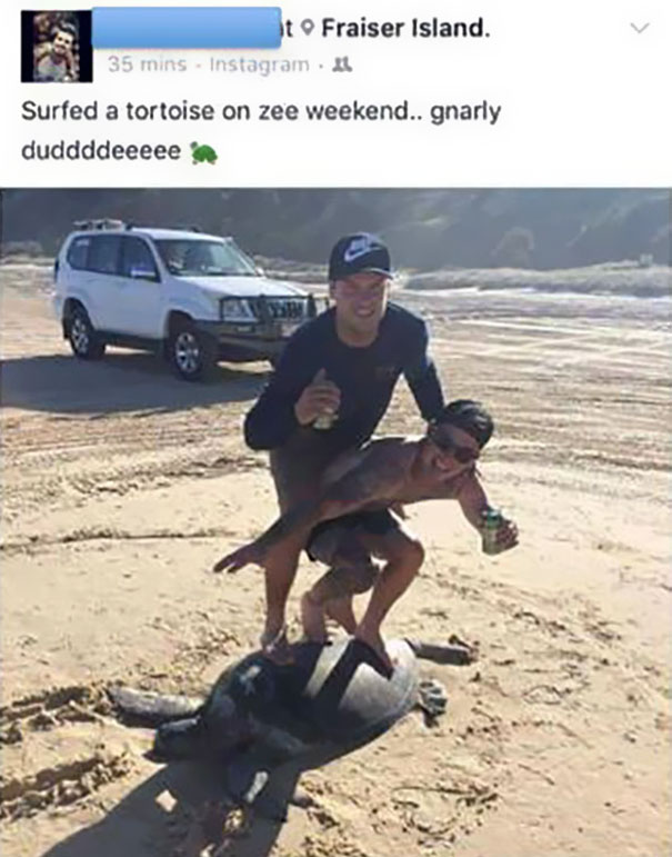 Idiots Face $20,000 Fine After 'Surfing' On Turtle And Posting It Online