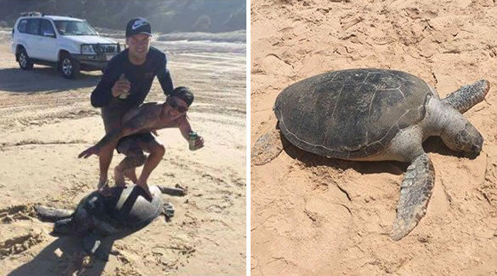 Idiots Face $20,000 Fine After ‘Surfing’ On Turtle And Posting It Online