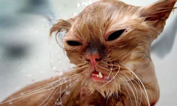 Nothing Funnier Than A Wet Cat