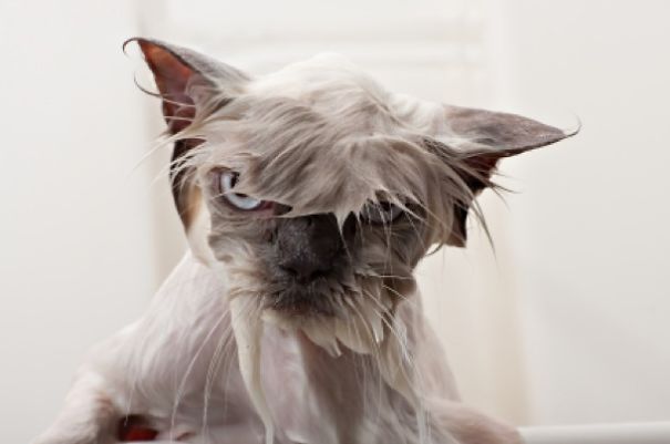 Nothing Funnier Than A Wet Cat