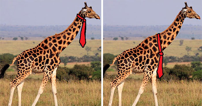 People Can’t Agree Whether Giraffes Wear Their Ties At The Top Or Bottom, And The Answers Are Hilarious