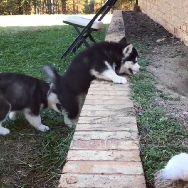 Husky Puppy Tries To Help His Sibling Climb A Small Wall