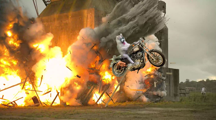Cool Dogs Don't Look At Explosions!