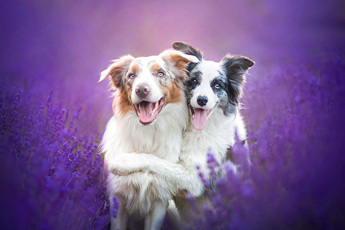 I Brought Our Dogs To The Lavender Gardens To Capture Their Pure Joy