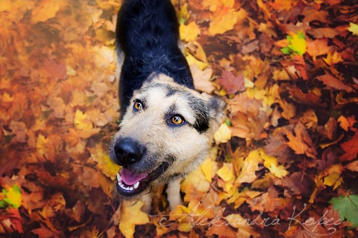 I Photographed Dogs Enjoying Autumn