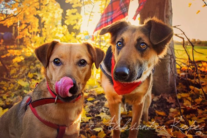 I Photographed Dogs Enjoying Autumn