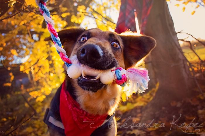 I Photographed Dogs Enjoying Autumn