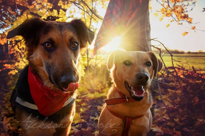 I Photographed Dogs Enjoying Autumn