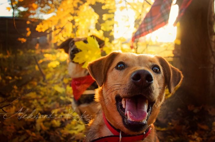 I Photographed Dogs Enjoying Autumn