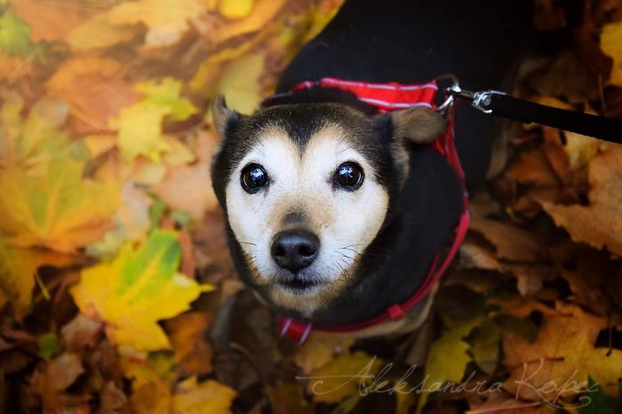 I Photographed Dogs Enjoying Autumn