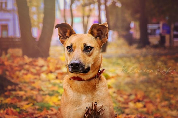 I Photographed Dogs Enjoying Autumn