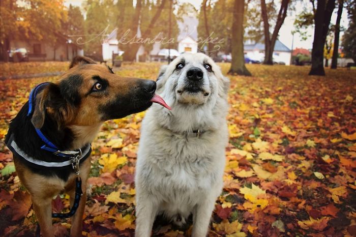 I Photographed Dogs Enjoying Autumn