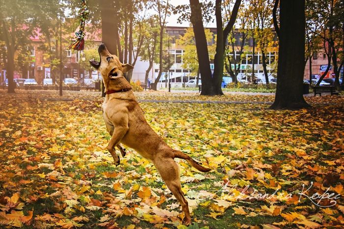 I Photographed Dogs Enjoying Autumn