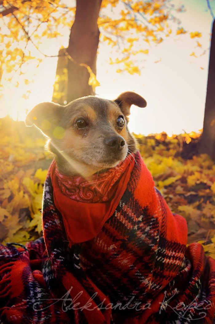 I Photographed Dogs Enjoying Autumn