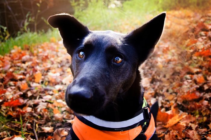 I Photographed Dogs Enjoying Autumn