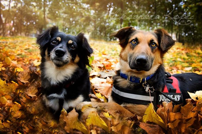 I Photographed Dogs Enjoying Autumn