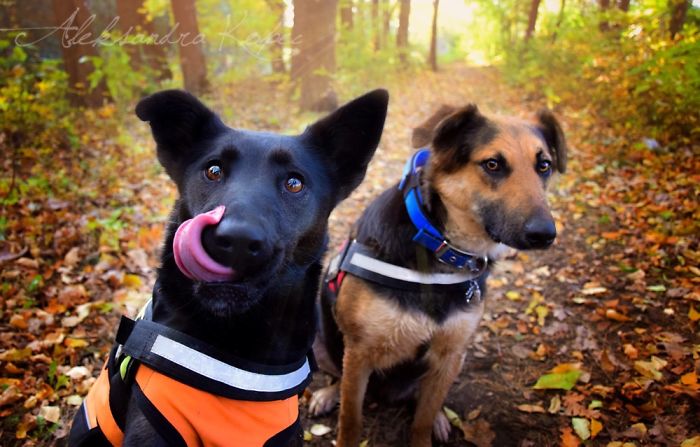 I Photographed Dogs Enjoying Autumn