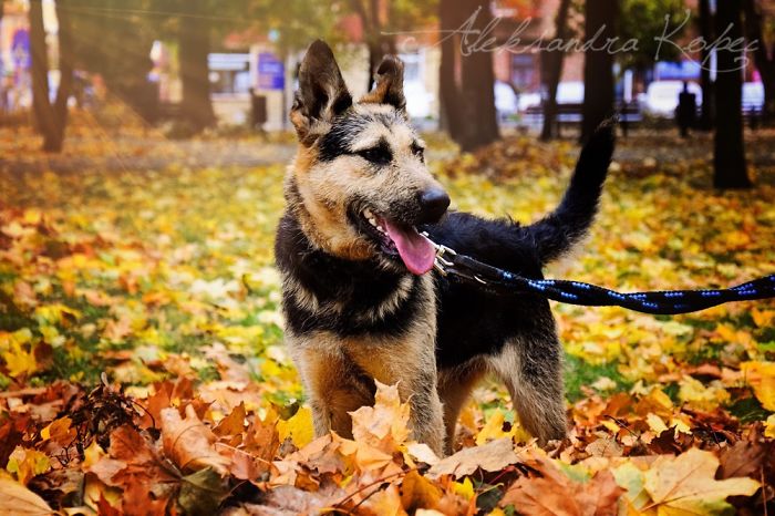 I Photographed Dogs Enjoying Autumn
