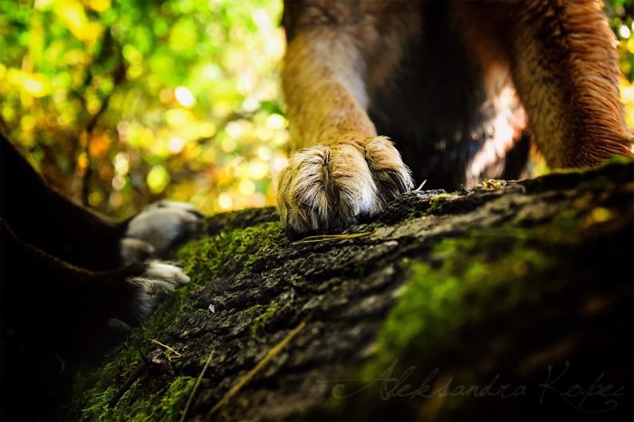 I Photographed Dogs Enjoying Autumn