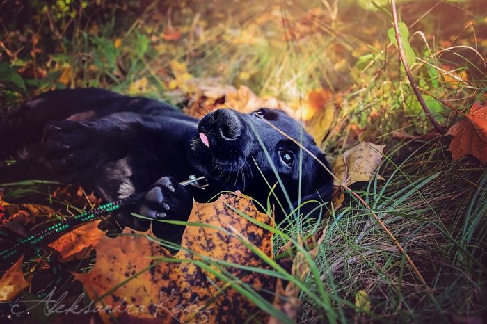 I Photographed Dogs Enjoying Autumn