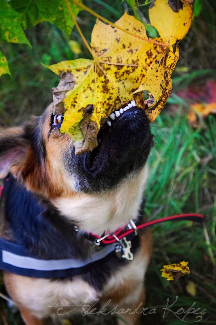 I Photographed Dogs Enjoying Autumn