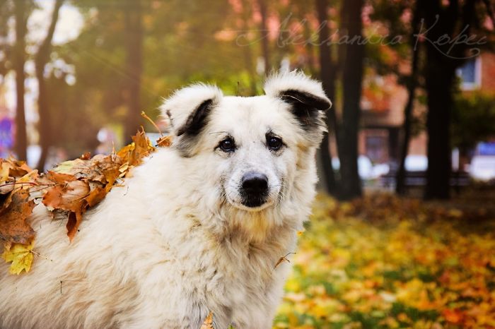 I Photographed Dogs Enjoying Autumn