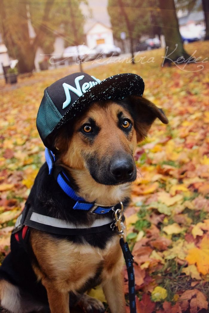 I Photographed Dogs Enjoying Autumn