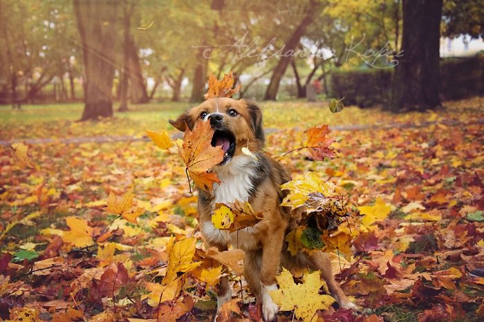 I Photographed Dogs Enjoying Autumn