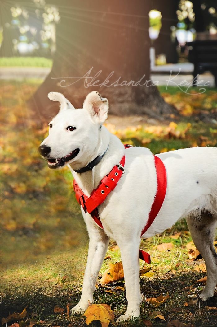 I Photographed Dogs Enjoying Autumn