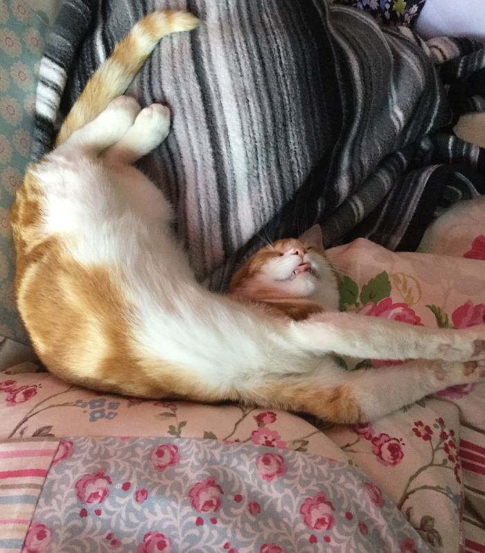 Cat Nap