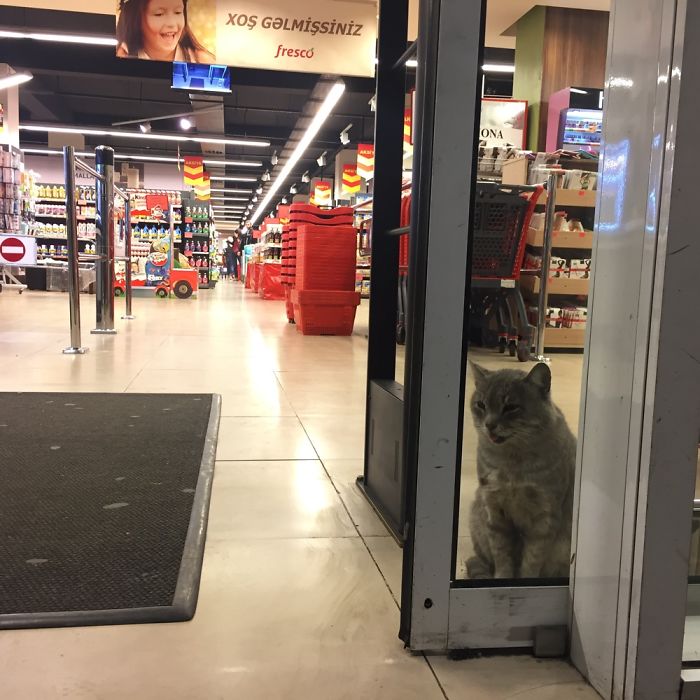 I Took Few Pictures Of A Supermarket Cat