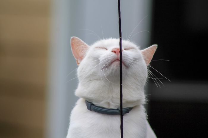 Some Cat Fancy