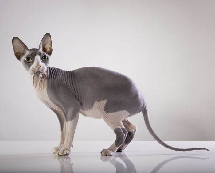 A Post For Hairless Animal Lovers