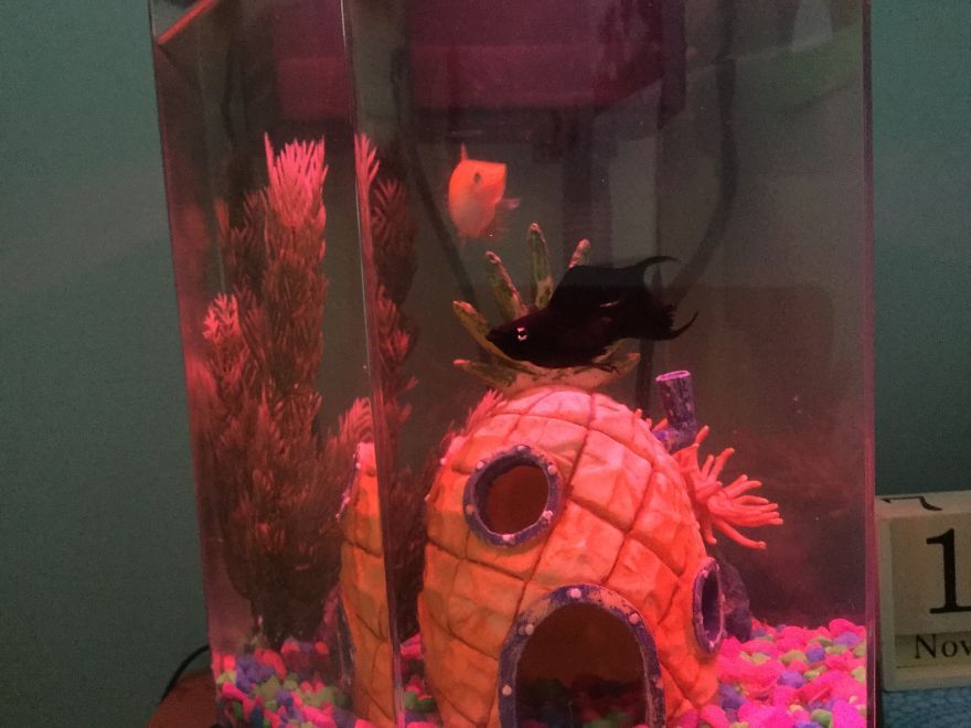 I Spent A Long Time Asking, And I Finally Got What I Asked For...my Own Fish!!!