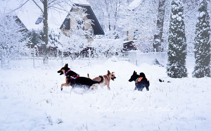 Winter Is One Of The Most Beautiful Seasons Of The Year. Our Pack Spent The First Winter Walk In The Woods. Dogs Emotions Were Indescribable, Joy, Fun And Love... Shelters Dogs They Were Very Satisfied. In Short, It Was One Of The Best Walks.