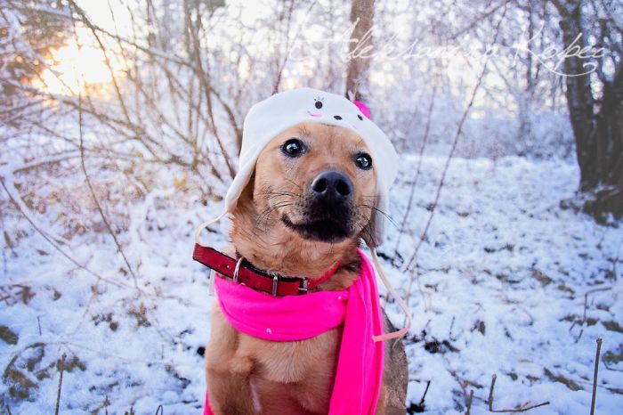 Winter Is One Of The Most Beautiful Seasons Of The Year. Our Pack Spent The First Winter Walk In The Woods. Dogs Emotions Were Indescribable, Joy, Fun And Love... Shelters Dogs They Were Very Satisfied. In Short, It Was One Of The Best Walks.