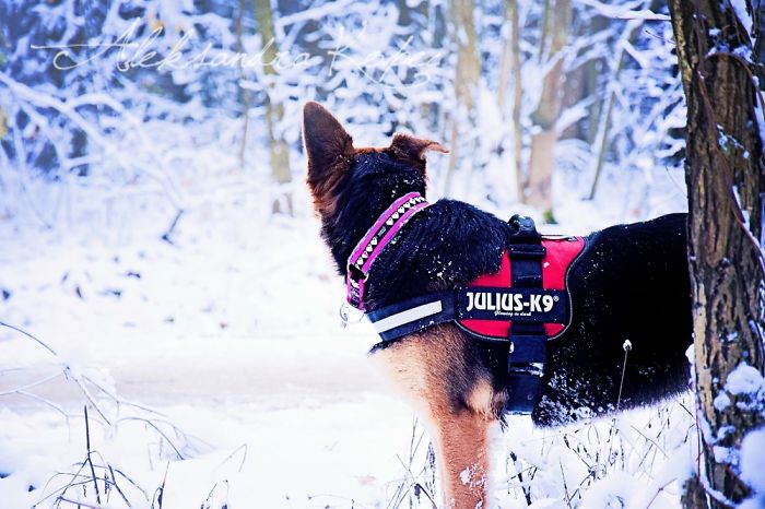 Winter Is One Of The Most Beautiful Seasons Of The Year. Our Pack Spent The First Winter Walk In The Woods. Dogs Emotions Were Indescribable, Joy, Fun And Love... Shelters Dogs They Were Very Satisfied. In Short, It Was One Of The Best Walks.