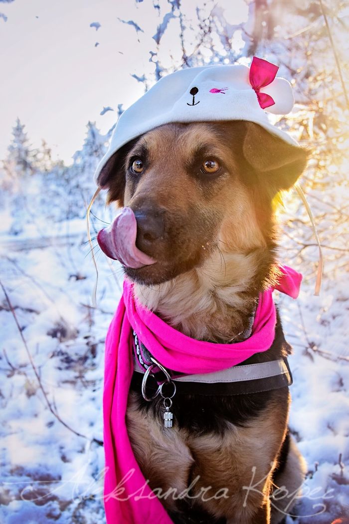 Winter Is One Of The Most Beautiful Seasons Of The Year. Our Pack Spent The First Winter Walk In The Woods. Dogs Emotions Were Indescribable, Joy, Fun And Love... Shelters Dogs They Were Very Satisfied. In Short, It Was One Of The Best Walks.
