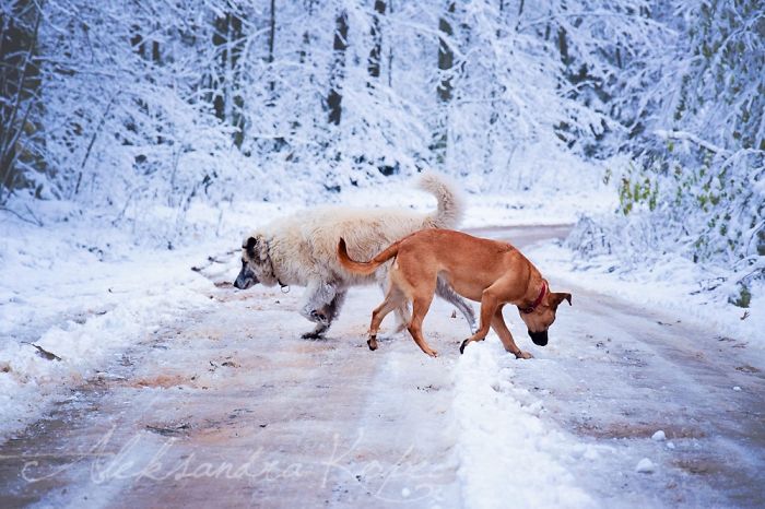 Winter Is One Of The Most Beautiful Seasons Of The Year. Our Pack Spent The First Winter Walk In The Woods. Dogs Emotions Were Indescribable, Joy, Fun And Love... Shelters Dogs They Were Very Satisfied. In Short, It Was One Of The Best Walks.