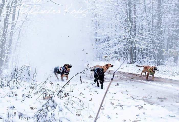 Winter Is One Of The Most Beautiful Seasons Of The Year. Our Pack Spent The First Winter Walk In The Woods. Dogs Emotions Were Indescribable, Joy, Fun And Love... Shelters Dogs They Were Very Satisfied. In Short, It Was One Of The Best Walks.