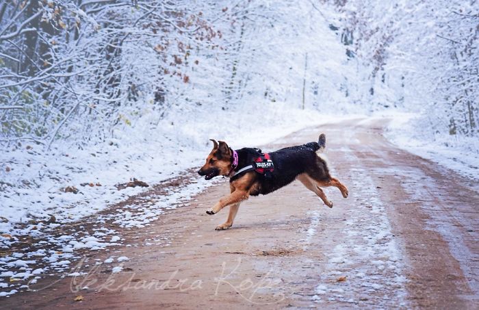 Winter Is One Of The Most Beautiful Seasons Of The Year. Our Pack Spent The First Winter Walk In The Woods. Dogs Emotions Were Indescribable, Joy, Fun And Love... Shelters Dogs They Were Very Satisfied. In Short, It Was One Of The Best Walks.