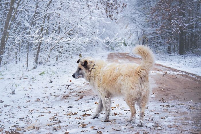 Winter Is One Of The Most Beautiful Seasons Of The Year. Our Pack Spent The First Winter Walk In The Woods. Dogs Emotions Were Indescribable, Joy, Fun And Love... Shelters Dogs They Were Very Satisfied. In Short, It Was One Of The Best Walks.