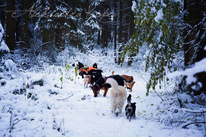 Winter Is One Of The Most Beautiful Seasons Of The Year. Our Pack Spent The First Winter Walk In The Woods. Dogs Emotions Were Indescribable, Joy, Fun And Love... Shelters Dogs They Were Very Satisfied. In Short, It Was One Of The Best Walks.