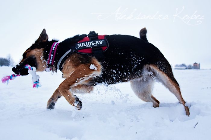 Winter Is One Of The Most Beautiful Seasons Of The Year. Our Pack Spent The First Winter Walk In The Woods. Dogs Emotions Were Indescribable, Joy, Fun And Love... Shelters Dogs They Were Very Satisfied. In Short, It Was One Of The Best Walks.