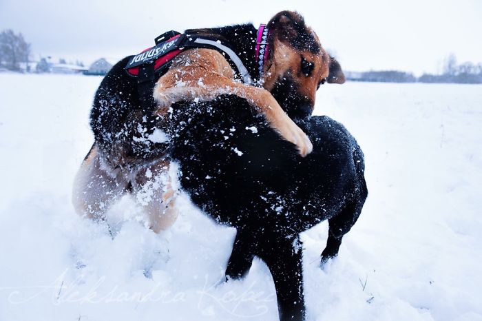 Winter Is One Of The Most Beautiful Seasons Of The Year. Our Pack Spent The First Winter Walk In The Woods. Dogs Emotions Were Indescribable, Joy, Fun And Love... Shelters Dogs They Were Very Satisfied. In Short, It Was One Of The Best Walks.