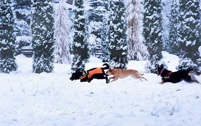 Winter Is One Of The Most Beautiful Seasons Of The Year. Our Pack Spent The First Winter Walk In The Woods. Dogs Emotions Were Indescribable, Joy, Fun And Love... Shelters Dogs They Were Very Satisfied. In Short, It Was One Of The Best Walks.