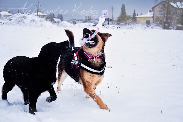 Winter Is One Of The Most Beautiful Seasons Of The Year. Our Pack Spent The First Winter Walk In The Woods. Dogs Emotions Were Indescribable, Joy, Fun And Love... Shelters Dogs They Were Very Satisfied. In Short, It Was One Of The Best Walks.
