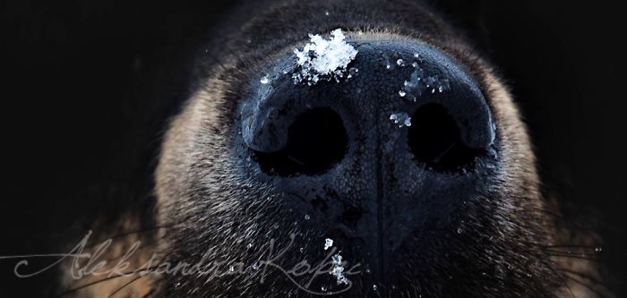 Winter Is One Of The Most Beautiful Seasons Of The Year. Our Pack Spent The First Winter Walk In The Woods. Dogs Emotions Were Indescribable, Joy, Fun And Love... Shelters Dogs They Were Very Satisfied. In Short, It Was One Of The Best Walks.