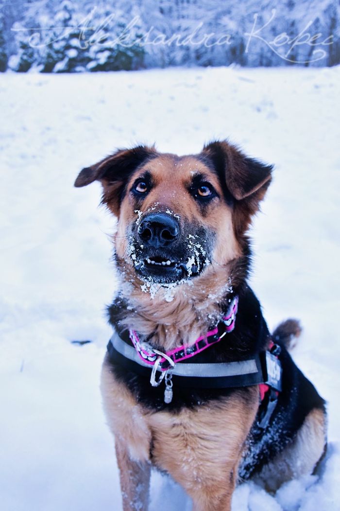 Winter Is One Of The Most Beautiful Seasons Of The Year. Our Pack Spent The First Winter Walk In The Woods. Dogs Emotions Were Indescribable, Joy, Fun And Love... Shelters Dogs They Were Very Satisfied. In Short, It Was One Of The Best Walks.