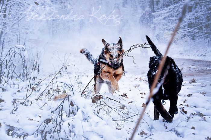 Winter Is One Of The Most Beautiful Seasons Of The Year. Our Pack Spent The First Winter Walk In The Woods. Dogs Emotions Were Indescribable, Joy, Fun And Love... Shelters Dogs They Were Very Satisfied. In Short, It Was One Of The Best Walks.